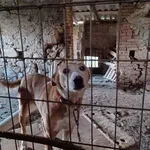 Φρίκη σε ποιμνιοστάσιο στα Χανιά: 8 σκυλιά σε άθλιες συνθήκες – Χειροπέδες σε 37χρονο