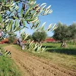 SOS για τον «πράσινο χρυσό» της Κρήτης – Φόβοι για εγκατάλειψη ελαιώνων