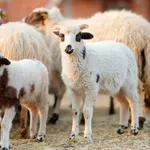 Κρήτη: Παράταση των μέτρων ευλογιάς αιγοπροβάτων έως τις 5 Φεβρουαρίου – Σε επιφυλακή ο αγροκτηνοτροφικός κόσμος