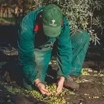 Ελαιοσυλλογή με ασφάλεια και ποιότητα – Οδηγίες της Περιφέρειας Κρήτης για την προστασία του ελαιολάδου από επιμολύνσεις ορυκτελαίων
