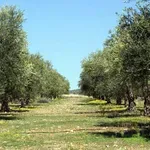 “Χρυσάφι” στα λιόφυτα: Πώς θα πάρετε έως 1.000 ευρώ το στρέμμα από τα νέα Σχέδια Βελτίωσης