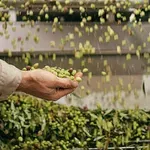 Στις πρωταθλήτριες της ελιάς η Κρήτη