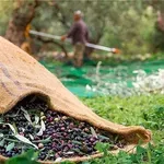 Κρήτη – ελαιοκομικό μητρώο: “Δεν θα είναι έτοιμο ούτε το 2100”, λέει ο Σταύρος Τζεδάκης