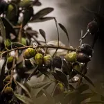 Αυτός είναι ο λόγος που δεν πρέπει να μαζεύουμε τις ελιές ΑΜΕΣΩΣ μετά απο βροχή