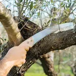 Κλάδεμα ελιάς: Πότε γίνεται και ποιοι είναι οι βασικοί κανόνες