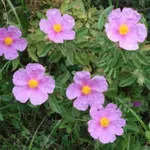 Λαδανιά: Το θαυματουργό, άγριο φυτό της Κρήτης