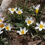 Κρήτη: Πωλούνται στο διαδίκτυο χωρίς άδεια τα ενδημικά φυτά του νησιού