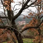 Αυτά είναι τα δέντρα που βοηθούν στην προστασία των σπιτιών μας από τις φωτιές