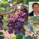 Η Κίσαμος των αμπελιών που χάθηκε (Γράφει ο Κωνσταντίνος Χαρτζουλάκης*)