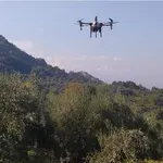 Ελιά: Πώς τα drones αλλάζουν την παραγωγή – Το νέο «όπλο» των παραγωγών