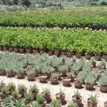 Χανιά: Η Διεύθυνση Δασών δίνει δωρεάν δασικά φυτάρια – Ποιοι και πώς μπορούν να τα πάρουν