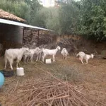 Κίσαμος: Βρήκε τον αδελφό του νεκρό μέσα στο μαντρί