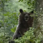 Divlje svinje šetaju Mrčajevcima, a medvedi po Pridvorici