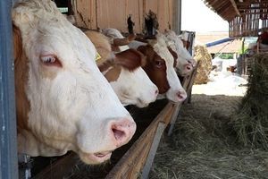 Za dve godine, Srbija od prodavca postala kupac stranog mleka