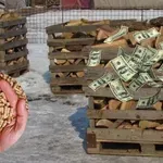 Pelet drastično poskupeo