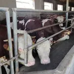 Statistika: Za vreme naprednjaka uništen stočni fond