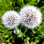 ODLAZAK: Aleksandar Saša Bećić (1967. – 2025.)