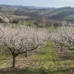 Procvetala kajsija, svi se nadaju da neće biti snega za vikend