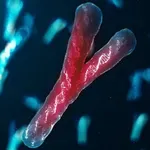 Strokovnjaki pravijo, da kromosom Y izginja, s tem pa tudi moški spol (in človeška vrsta?)