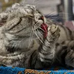 Mačke – super čista bitja, ki sodijo (tudi) na posteljo