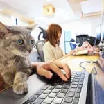 Mačje predenje namesto stresa: japonsko podjetje »zaposlilo« 11 mačk