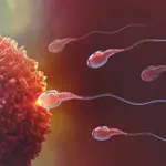 Miti o oploditvi so padli: Jajčece ni pasivna tarča, ampak aktivno izbere semenčico