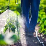 Pesticidi za do 70 % povečajo tveganje za to smrtno bolezen