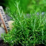 Защо розмаринът е полезен?