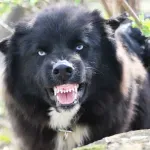 Жегата прави кучетата агресивни