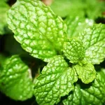 Мента: какво не знаем за ароматната билка и нейните свойства?