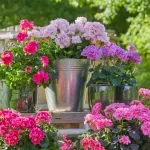 Как да се грижим за мушкатото в дъждовно време?