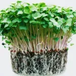 Храните, които задължително трябва да добавите към диетата си