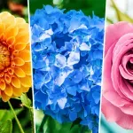 Тест: Избери цвете и опознай себе си