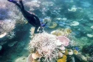 Največje odmrtje koral