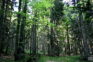 Poglejte, na kakšen prizor je gozdar naletel v gozdu. Kaj bi storili vi? (VIDEO)