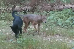 Volkovi podeželje spreminjajo v zverinjak, videli so jih tudi blizu vrtca