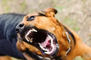 V Portorožu pes do smrti pogrizel drugega psa