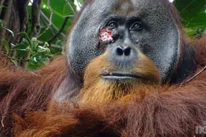 Orangutan si je uspešno pozdravil rano. Poglejte, kaj je počel
