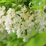 Cvetovi akacije za dobro prebavo in zdrava dihala (tako jih lahko uporabite)