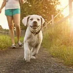 Ima pes lahko gibanja tudi preveč?