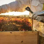 Dunajska čebelarska borza postala resničnost