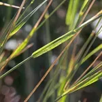 Spominje se još i u hilandarskim spisima: Biljka za koju kažu da je najlekovitija na svetu pomaže kod tegoba sa bubrezima, jetrom, crevima