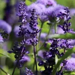 Biljka koju su u srednjem veku čuvali kao blago – ko je ima u dvorištu, od njega bolesti beže