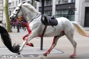 VIDEO: Ulicami Londýna sa preháňali splašené armádne kone. Zranilo sa päť ľudí