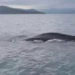 Εντυπωσιακό βίντεο με σπάνια καταγραφή φάλαινας στον Παγασητικό κόλπο!