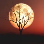 Polna luna z luninim mrkom 28. avgusta bo prekrižala načrte tem 4 znamenjem horoskopa