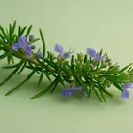 Rastlina, ki bi jo morali imeti skozi v žepu