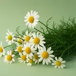 Naravno zdravilo proti glavobolom