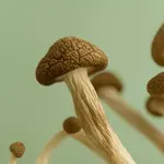 Medicinske gobe, ki jih premalo poznamo