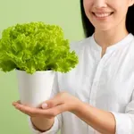 Kdaj je zelena solata lahko problematična